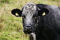 DSC08814 - Bernhard Saalfeld