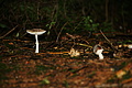 DSC08857 - Bernhard Saalfeld