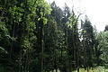 DSC08870 - Bernhard Saalfeld