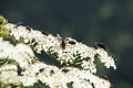 DSC08947 - Bernhard Saalfeld