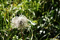 DSC08984 - Bernhard Saalfeld