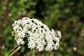 DSC08997 - Bernhard Saalfeld