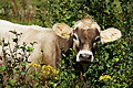DSC09007 - Bernhard Saalfeld