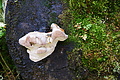 DSC09026 - Bernhard Saalfeld