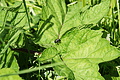 DSC09033 - Bernhard Saalfeld