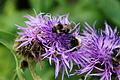 DSC09039 - Bernhard Saalfeld
