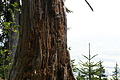 DSC09060 - Bernhard Saalfeld