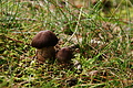 DSC09078 - Bernhard Saalfeld