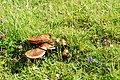 DSC09088 - Bernhard Saalfeld