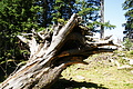 DSC09128 - Bernhard Saalfeld