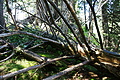 DSC09130 - Bernhard Saalfeld