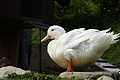 DSC09152 - Bernhard Saalfeld