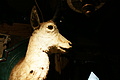 DSC09200 - Bernhard Saalfeld