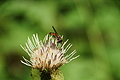 DSC09261 - Bernhard Saalfeld