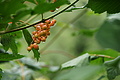 DSC09275 - Bernhard Saalfeld