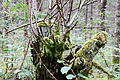 DSC09277 - Bernhard Saalfeld