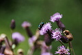 DSC09284 - Bernhard Saalfeld