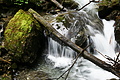 DSC09311 - Bernhard Saalfeld