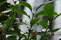DSC09313 - Bernhard Saalfeld