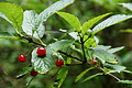 DSC09378 - Bernhard Saalfeld