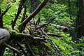 DSC09383 - Bernhard Saalfeld