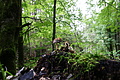 DSC09418 - Bernhard Saalfeld
