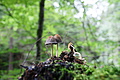 DSC09419 - Bernhard Saalfeld