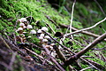 DSC09420 - Bernhard Saalfeld