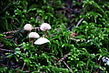 DSC09426 - Bernhard Saalfeld