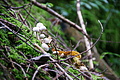 DSC09429 - Bernhard Saalfeld