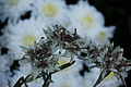 DSC09443 - Bernhard Saalfeld