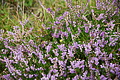DSC09461 - Bernhard Saalfeld