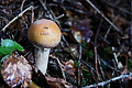 DSC09481 - Bernhard Saalfeld