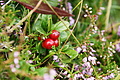 DSC09506 - Bernhard Saalfeld