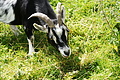 DSC09531 - Bernhard Saalfeld