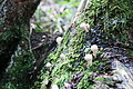 DSC09589 - Bernhard Saalfeld