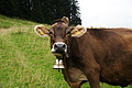 DSC09644 - Bernhard Saalfeld