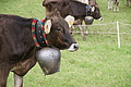 DSC03672 - Bernhard Saalfeld