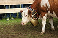 DSC03919 - Bernhard Saalfeld