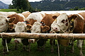 DSC04024 - Bernhard Saalfeld