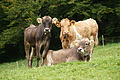DSC04050 - Bernhard Saalfeld