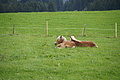 DSC04098 - Bernhard Saalfeld