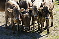 DSC04195 - Bernhard Saalfeld