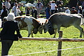 DSC04218 - Bernhard Saalfeld