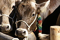 DSC04248 - Bernhard Saalfeld