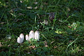 DSC04282 - Bernhard Saalfeld