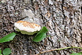 DSC04307 - Bernhard Saalfeld