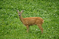 DSC04326 - Bernhard Saalfeld
