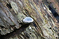 DSC04383 - Bernhard Saalfeld