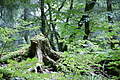 DSC04397 - Bernhard Saalfeld